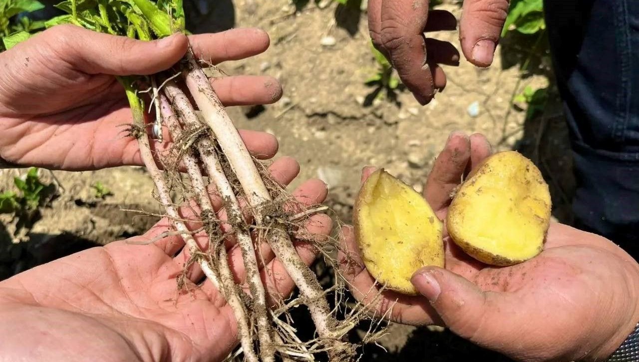Patates üzerindeki siyah noktalara dikkat!