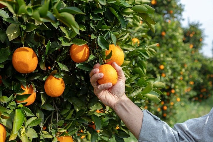 B Vitaminleri ve C Vitamini: Sağlığınız İçin Hayati Besinler