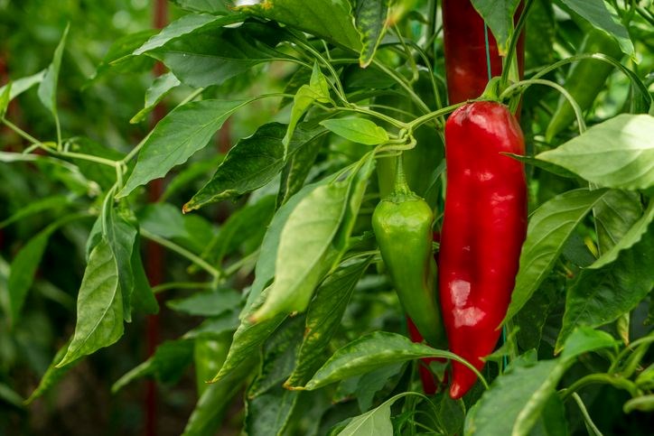 B Vitaminleri ve C Vitamini: Sağlığınız İçin Hayati Besinler