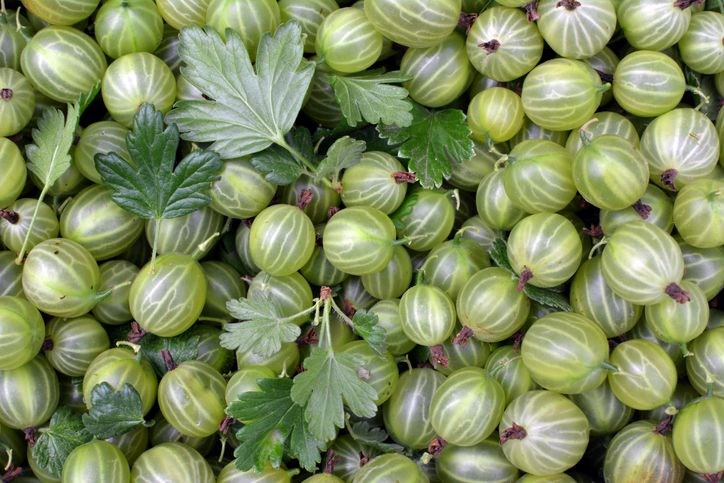 Hint Bektaşi Üzümünün Faydaları ve Kullanımı