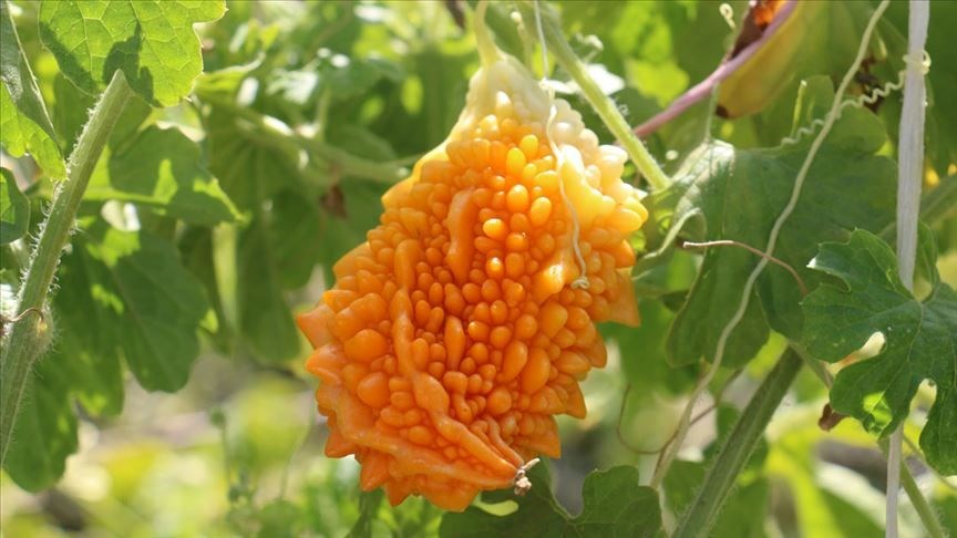 Kudret Narı’nın Faydaları