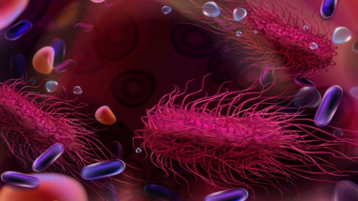 Salmonella’dan korunmanın 5 yolu