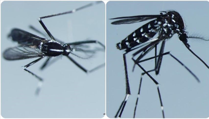 Chikungunya virüsü nedir, belirtileri neler?