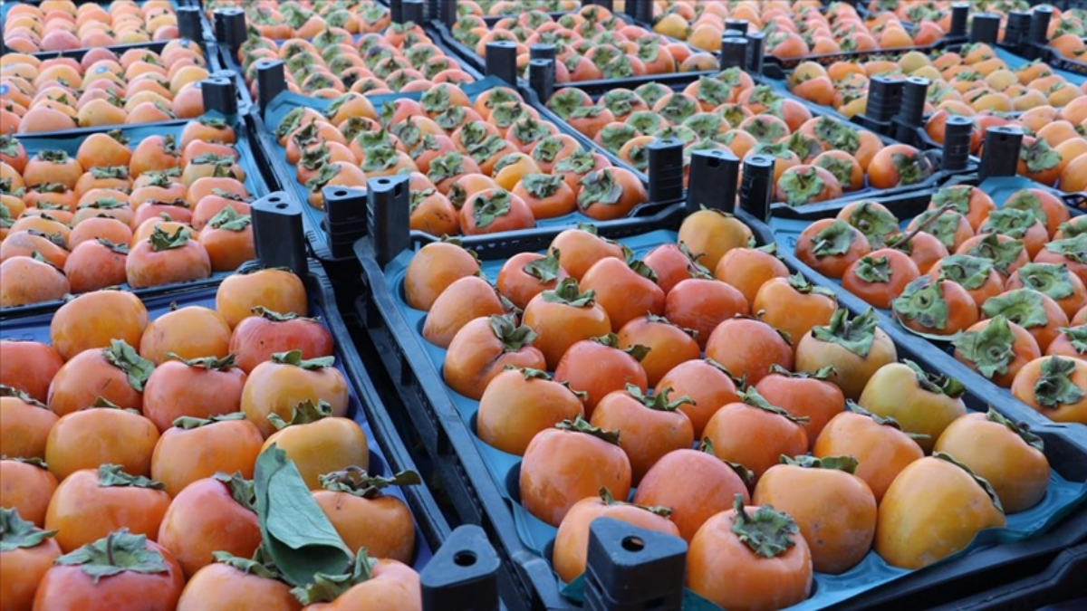 Cennet hurması yerken o detaya dikkat