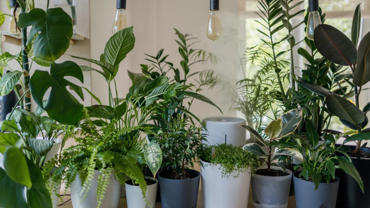 Evde hava temizleyen 7 bitki