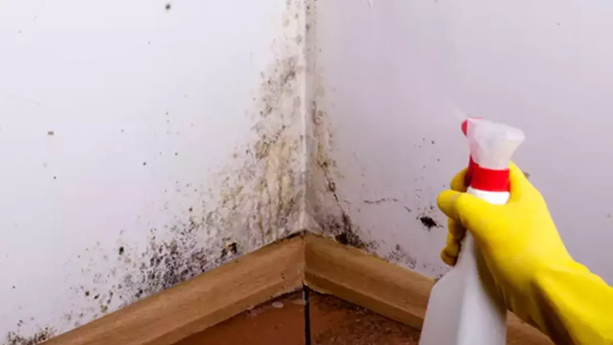 Evdeki küf kokusu nasıl yok edilir?