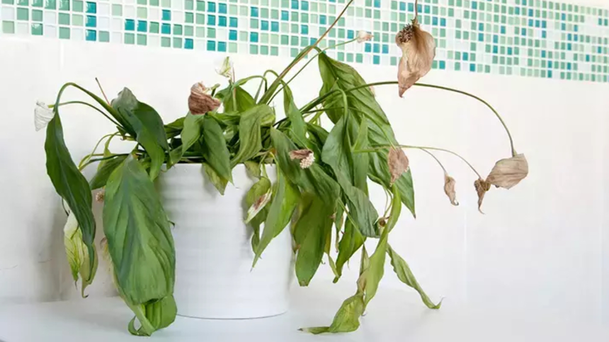 Solan bitkileri dirilten taktik; Bir tutamı yetiyor