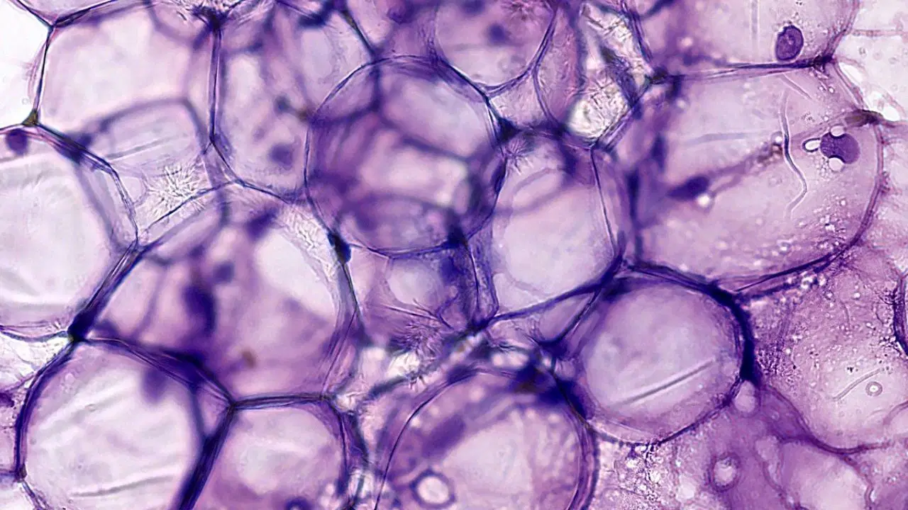 Yeni keşfedilen doğal bileşik yaşlanan güçleri 1 aydan kısa sürede gençleştirebiliyor