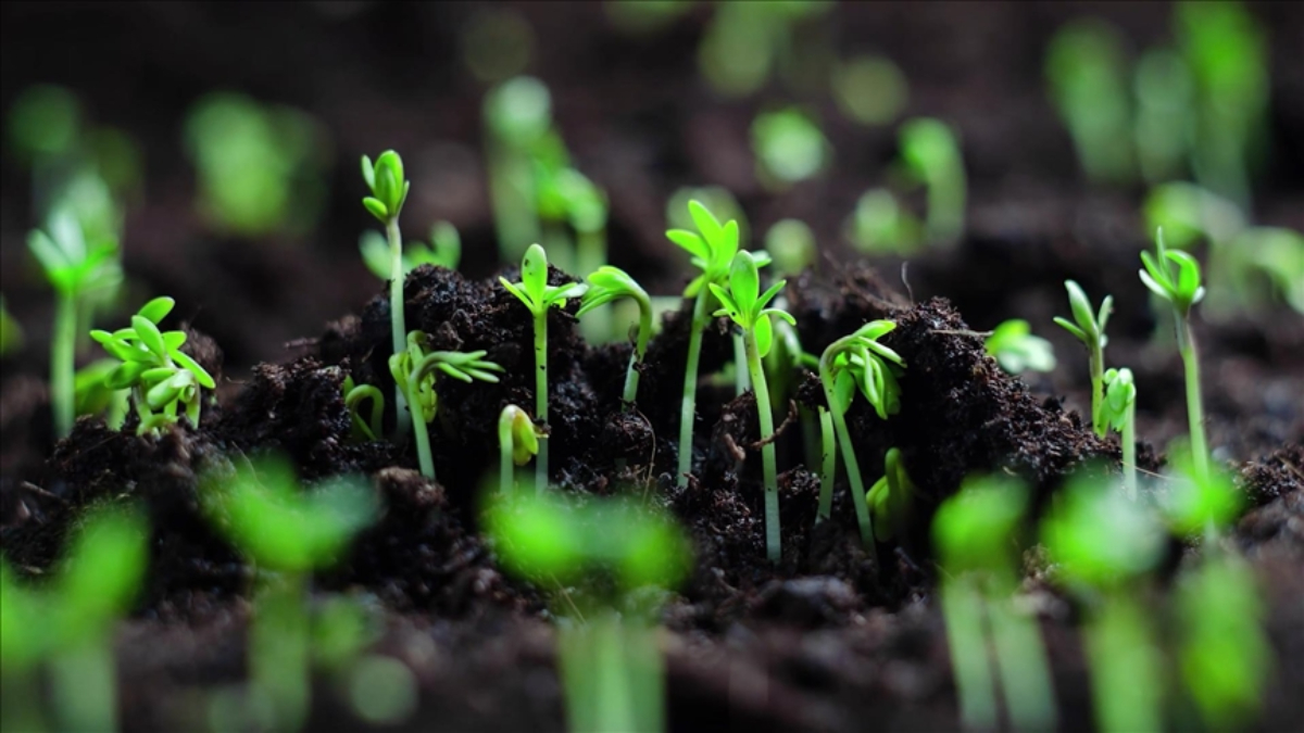 Aralık’ta ne ekilir/dikilir?