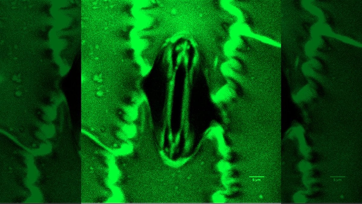 Bitkilerin nefes alışı görüntülendi