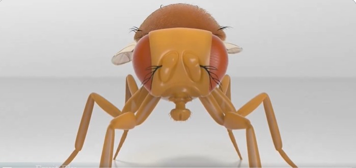 Bilim insanları bir sinek beynini gerçekten bilgisayara yükledi mi?