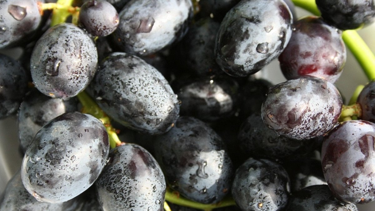 Göz altlarına sürün, morlukları silin