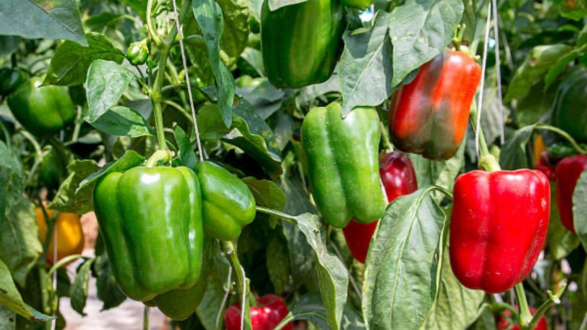 Biberlerin yanına ekilmesi gereken 9 bitki