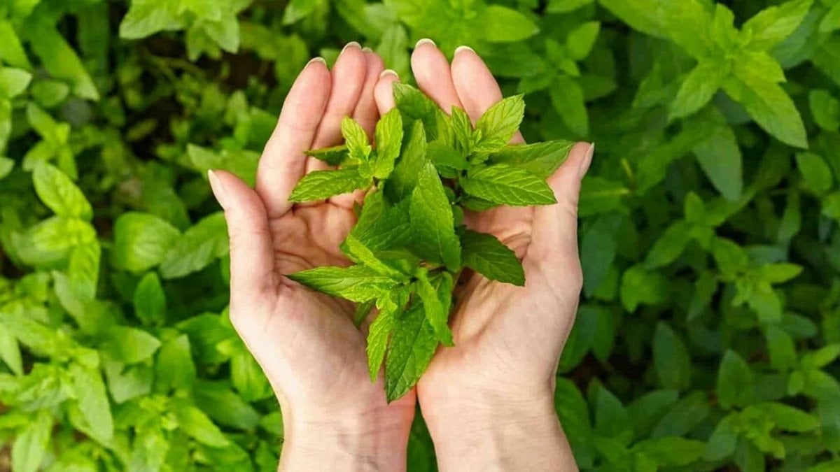 İştah kapatan bitki