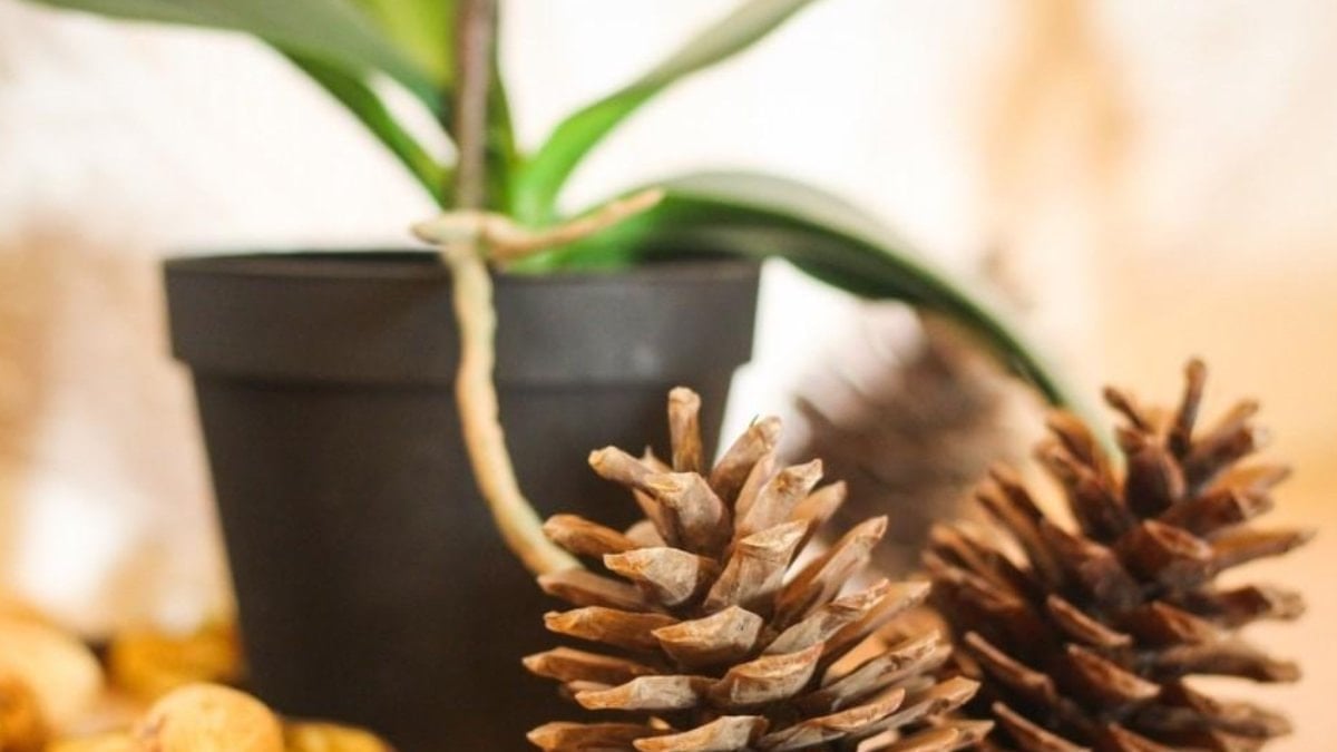 Saksının içine bir tane çam kozalağı koyun…