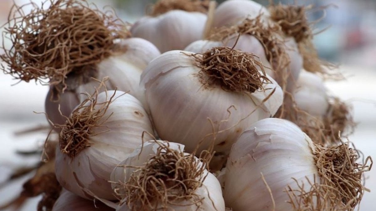 Sarımsak saklama taktiği