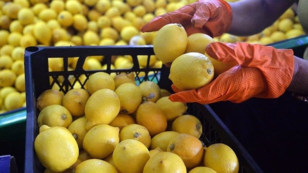 Limon seçerken rengine değil, o detaya bakın