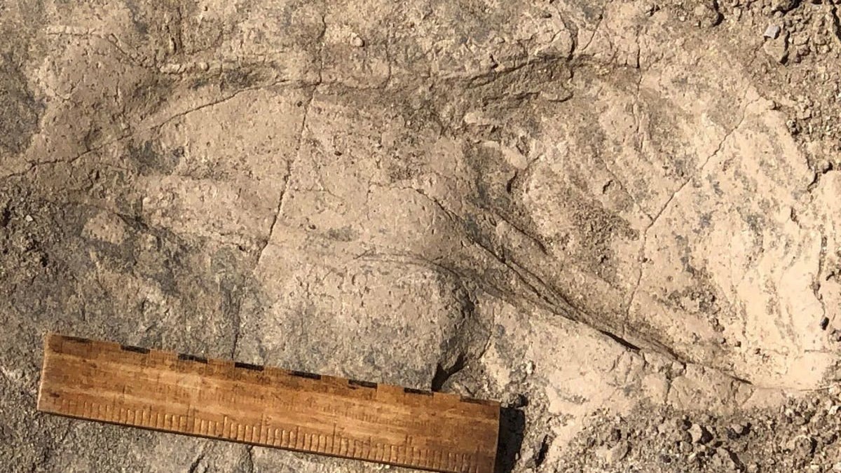 İnsanın 1,4 milyon yıllık akrabası ortaya çıktı