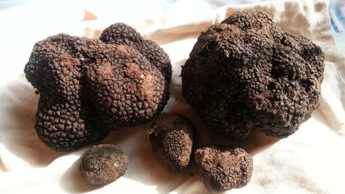 Trüf mantarı, doğada kendiliğinden yetişiyor